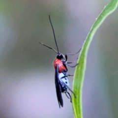 Ogcodes sp. (genus) at Greenleigh, NSW - 18 Apr 2024 by Hejor1