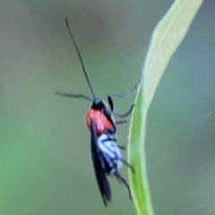 Braconidae (family) at QPRC LGA - 18 Apr 2024 04:49 PM