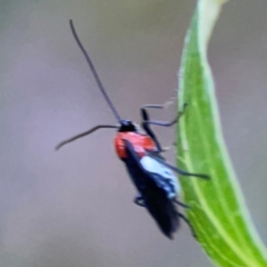 Braconidae (family) at QPRC LGA - 18 Apr 2024 04:49 PM