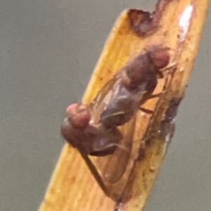 Drosophila sp. (genus) at suppressed by Hejor1