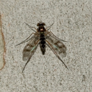 Unidentified Other true fly at Acton, ACT by AlisonMilton