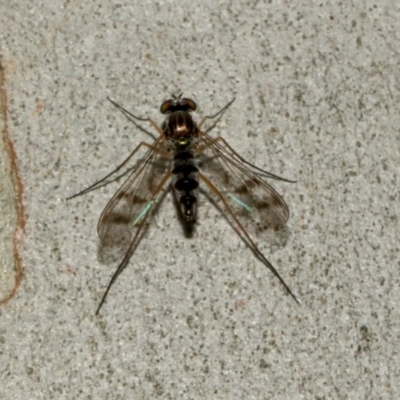 Unidentified Other true fly at suppressed - 8 Apr 2024 by AlisonMilton