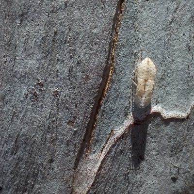 Ledromorpha planirostris (A leafhopper) at Higgins, ACT - 4 Dec 2023 by AlisonMilton