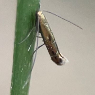 Unidentified Caddisfly (Trichoptera) at Greenleigh, NSW - 18 Apr 2024 by Hejor1
