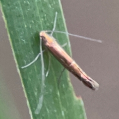 Gracillariidae (family) at QPRC LGA - 18 Apr 2024 04:46 PM