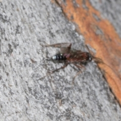 Apocrita (suborder) at Magpie Hill Park, Lyneham - 16 Apr 2024