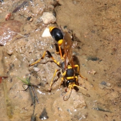 Sceliphron laetum (Common mud dauber wasp) at Wingecarribee Local Government Area - 19 Jan 2024 by JanHartog