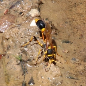 Sceliphron laetum (Common mud dauber wasp) at Willow Vale by JanHartog