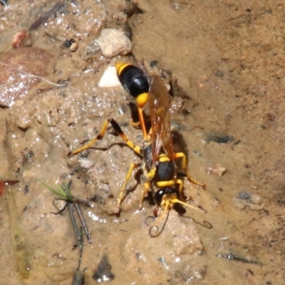 Sceliphron laetum (Common mud dauber wasp) at Willow Vale - 19 Jan 2024 by JanHartog