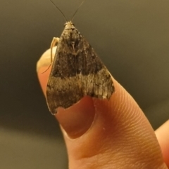 Uresiphita ornithopteralis (Tree Lucerne Moth) at suppressed - 18 Apr 2024 by clarehoneydove