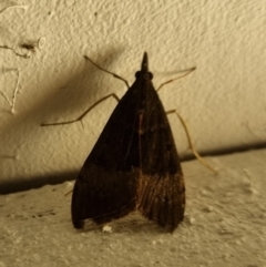 Uresiphita ornithopteralis at QPRC LGA - 18 Apr 2024