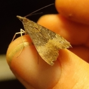 Uresiphita ornithopteralis at QPRC LGA - 18 Apr 2024