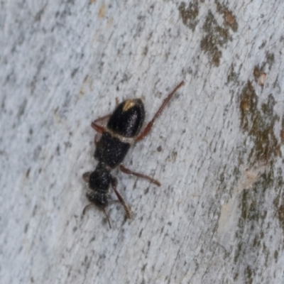 Lemidia accincta (Clerid beetle) at Hawker, ACT - 27 Mar 2024 by AlisonMilton