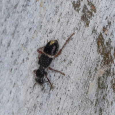 Lemidia accincta (Clerid beetle) at Hawker, ACT - 26 Mar 2024 by AlisonMilton