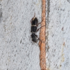 Lemidia accincta at Hawker, ACT - 27 Mar 2024 09:58 AM