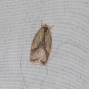 Unidentified Geometer moth (Geometridae) at suppressed by AlisonMilton