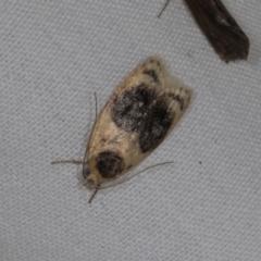 Garrha ocellifera (A concealer moth) at Higgins, ACT - 11 Jan 2024 by AlisonMilton