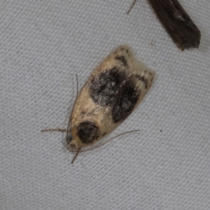 Garrha ocellifera (A concealer moth) at Higgins, ACT by AlisonMilton