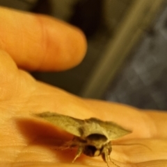 Pantydia (genus) (An Erebid moth) at Bungendore, NSW - 18 Apr 2024 by clarehoneydove