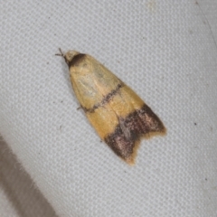 Heteroteucha translatella (Heteroteucha translatella) at Higgins, ACT - 10 Jan 2024 by AlisonMilton