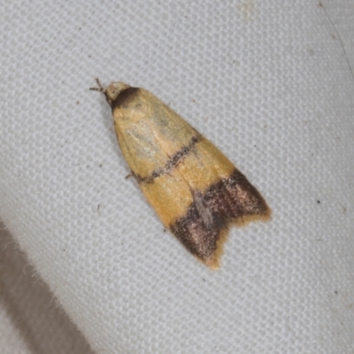 Heteroteucha translatella (Wingia Group) at Higgins, ACT - 11 Jan 2024 by AlisonMilton