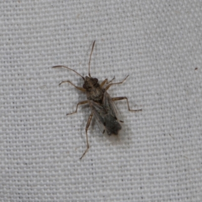 Lygaeidae (family) (Seed bug) at Higgins, ACT - 10 Jan 2024 by AlisonMilton