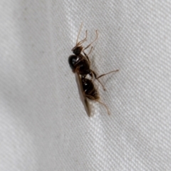 Formicidae (family) (Unidentified ant) at Higgins, ACT - 11 Jan 2024 by AlisonMilton