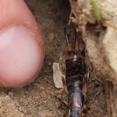 Forficula auricularia (European Earwig) at Bungendore, NSW - 18 Apr 2024 by clarehoneydove