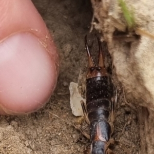 Forficula auricularia at QPRC LGA - 18 Apr 2024