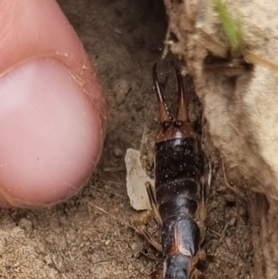 Forficula auricularia (European Earwig) at Bungendore, NSW - 18 Apr 2024 by clarehoneydove