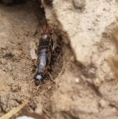 Forficula auricularia at QPRC LGA - 18 Apr 2024