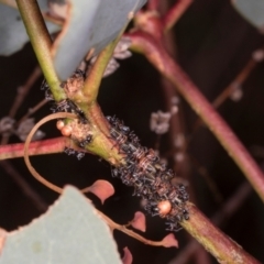 Eurymeloides sp. (genus) (Eucalyptus leafhopper) at Oakey Hill - 22 Mar 2024 by AlisonMilton