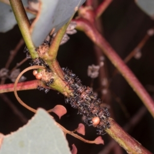 Eurymeloides sp. (genus) at Oakey Hill - 22 Mar 2024