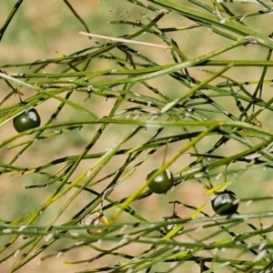 Asparagus virgatus at Mawson, ACT - 19 Apr 2024 02:34 PM