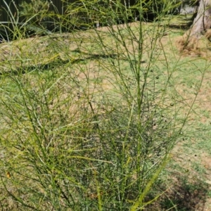 Asparagus virgatus at Mawson, ACT - 19 Apr 2024 02:34 PM