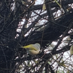 Zosterops lateralis (Silvereye) at QPRC LGA - 18 Apr 2024 by clarehoneydove