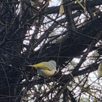 Zosterops lateralis (Silvereye) at Bungendore, NSW - 18 Apr 2024 by clarehoneydove