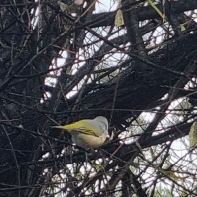 Zosterops lateralis (Silvereye) at suppressed - 18 Apr 2024 by clarehoneydove