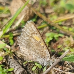 Lucia limbaria (Chequered Copper) at Bungendore, NSW - 18 Apr 2024 by clarehoneydove