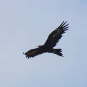 Aquila audax (Wedge-tailed Eagle) at Jerrabomberra Grassland by RodDeb