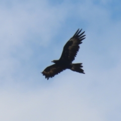 Aquila audax at Jerrabomberra Grassland - 18 Apr 2024