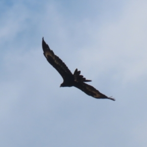 Aquila audax at Jerrabomberra Grassland - 18 Apr 2024