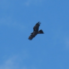 Aquila audax at Jerrabomberra Grassland - 18 Apr 2024