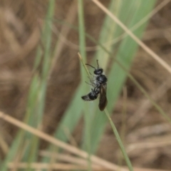 Unidentified Wasp (Hymenoptera, Apocrita) at Hawker, ACT - 26 Mar 2024 by AlisonMilton