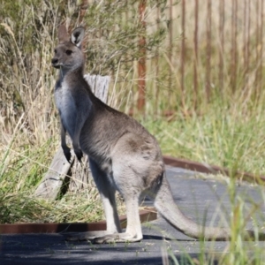 Macropus giganteus (Eastern Grey Kangaroo) at Jerrabomberra Wetlands by RodDeb