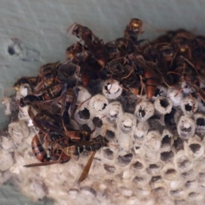 Polistes (Polistella) humilis at Jerrabomberra Wetlands - 18 Apr 2024 01:29 PM