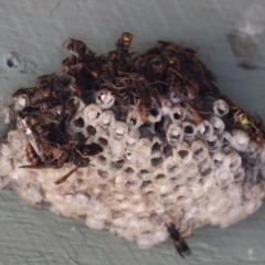 Polistes (Polistella) humilis at Jerrabomberra Wetlands - 18 Apr 2024