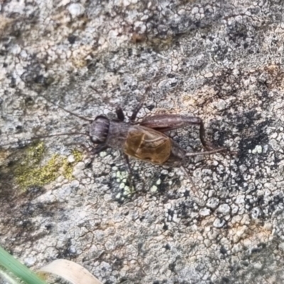 Bobilla sp. (genus) (A Small field cricket) at suppressed - 18 Apr 2024 by clarehoneydove