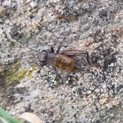 Bobilla sp. (genus) (A Small field cricket) at suppressed - 18 Apr 2024 by clarehoneydove