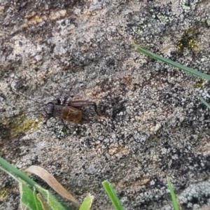 Bobilla sp. (genus) at QPRC LGA - suppressed